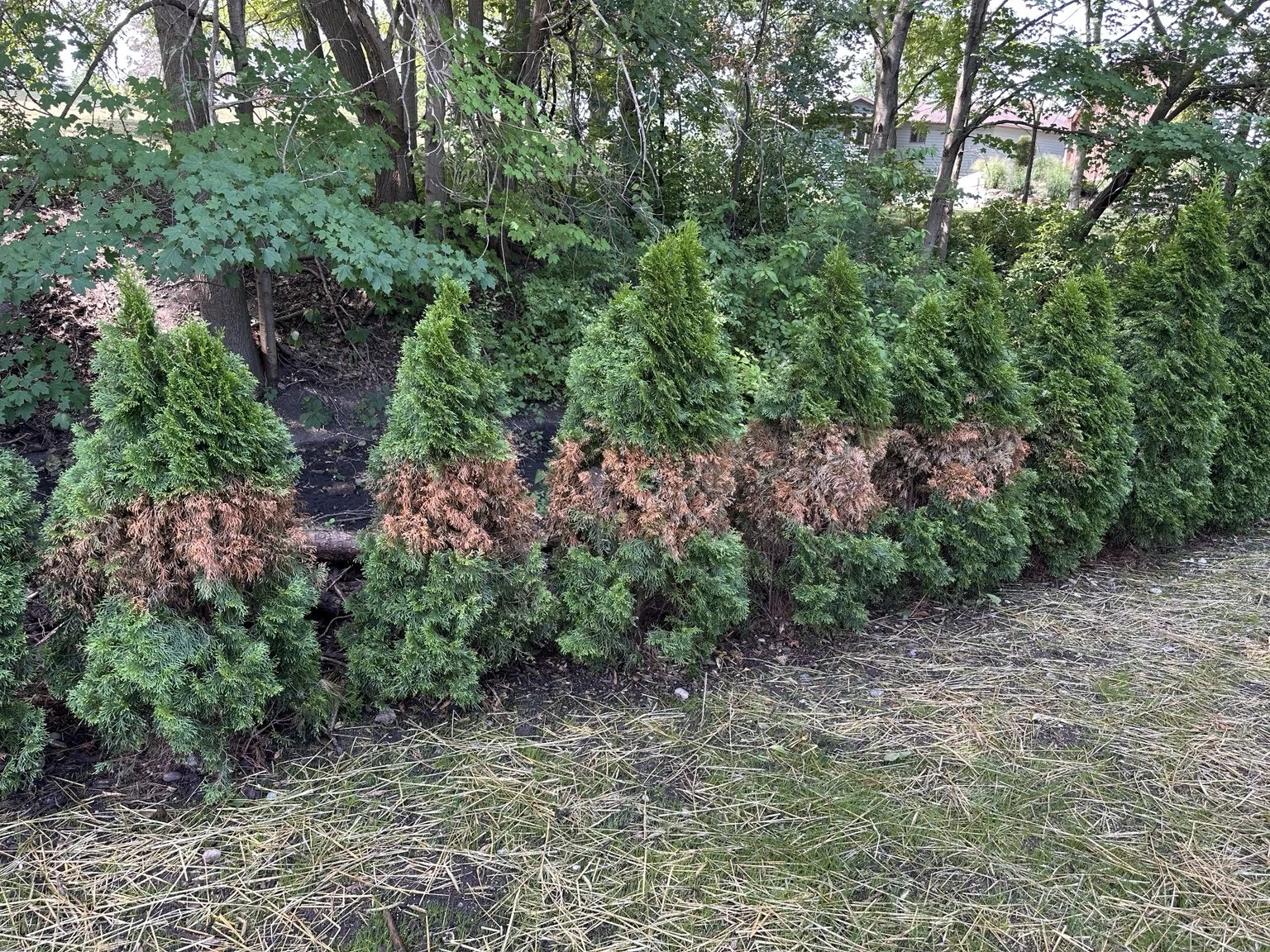The broad band of browned foliage contrasted with the green upper crowns.