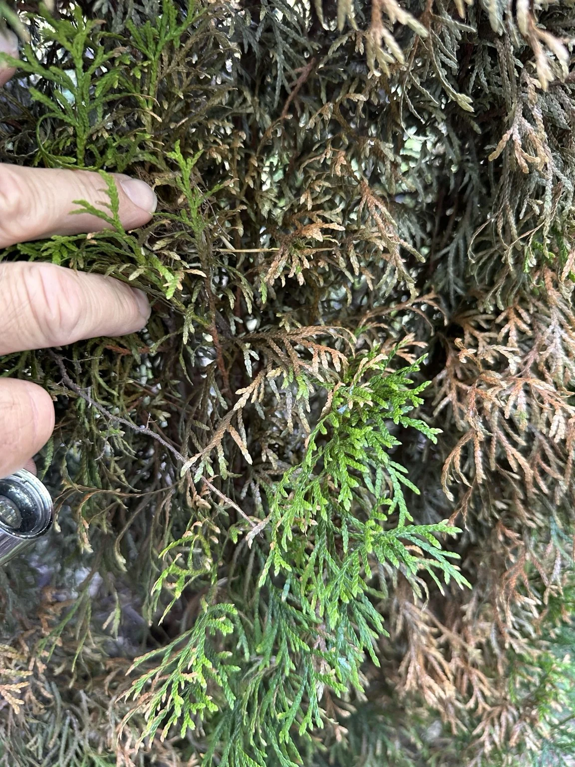 Living green shoots remained within the injured area; recovery was not yet established.
