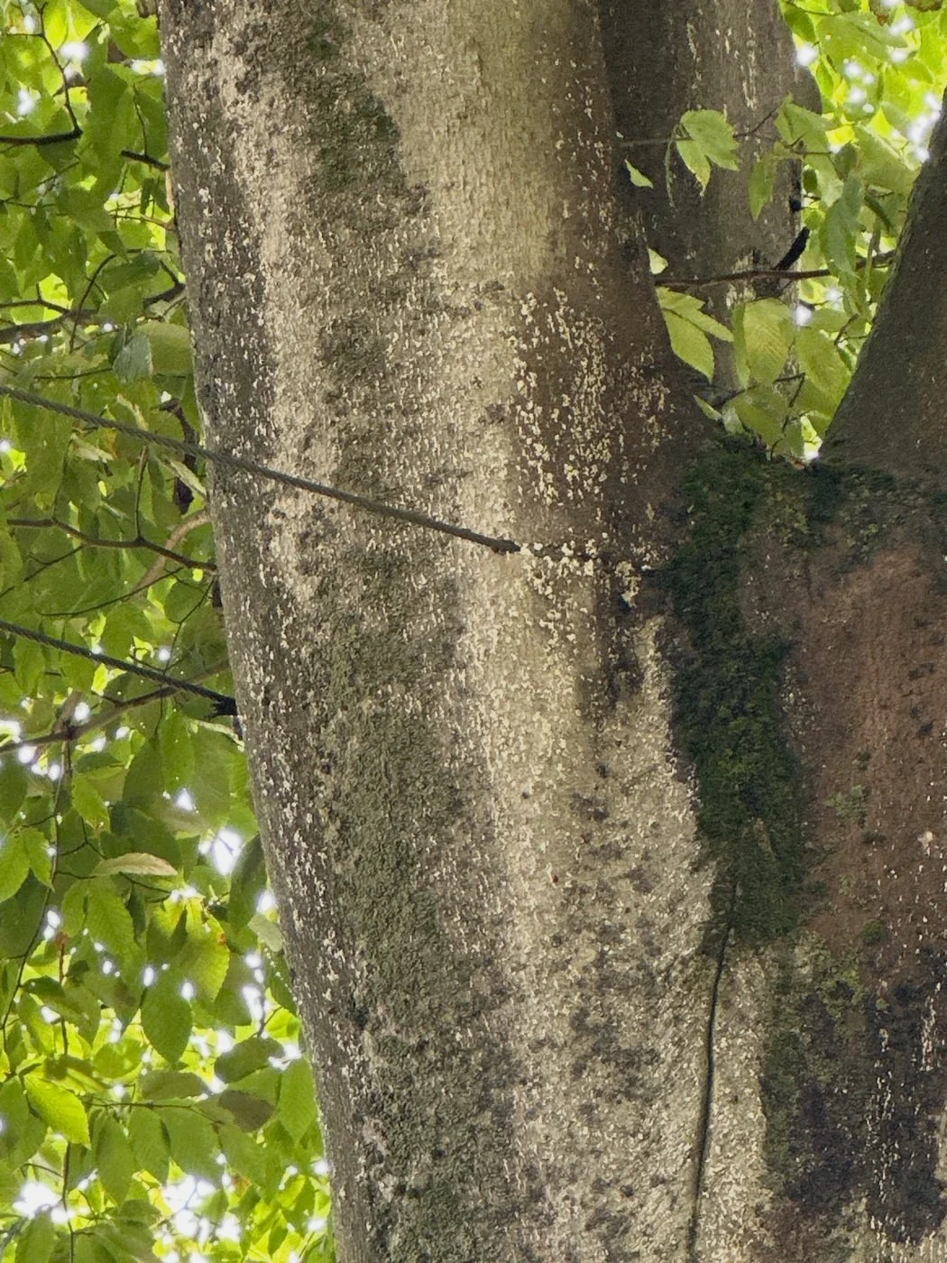 The older support cable had become engulfed by stem growth.