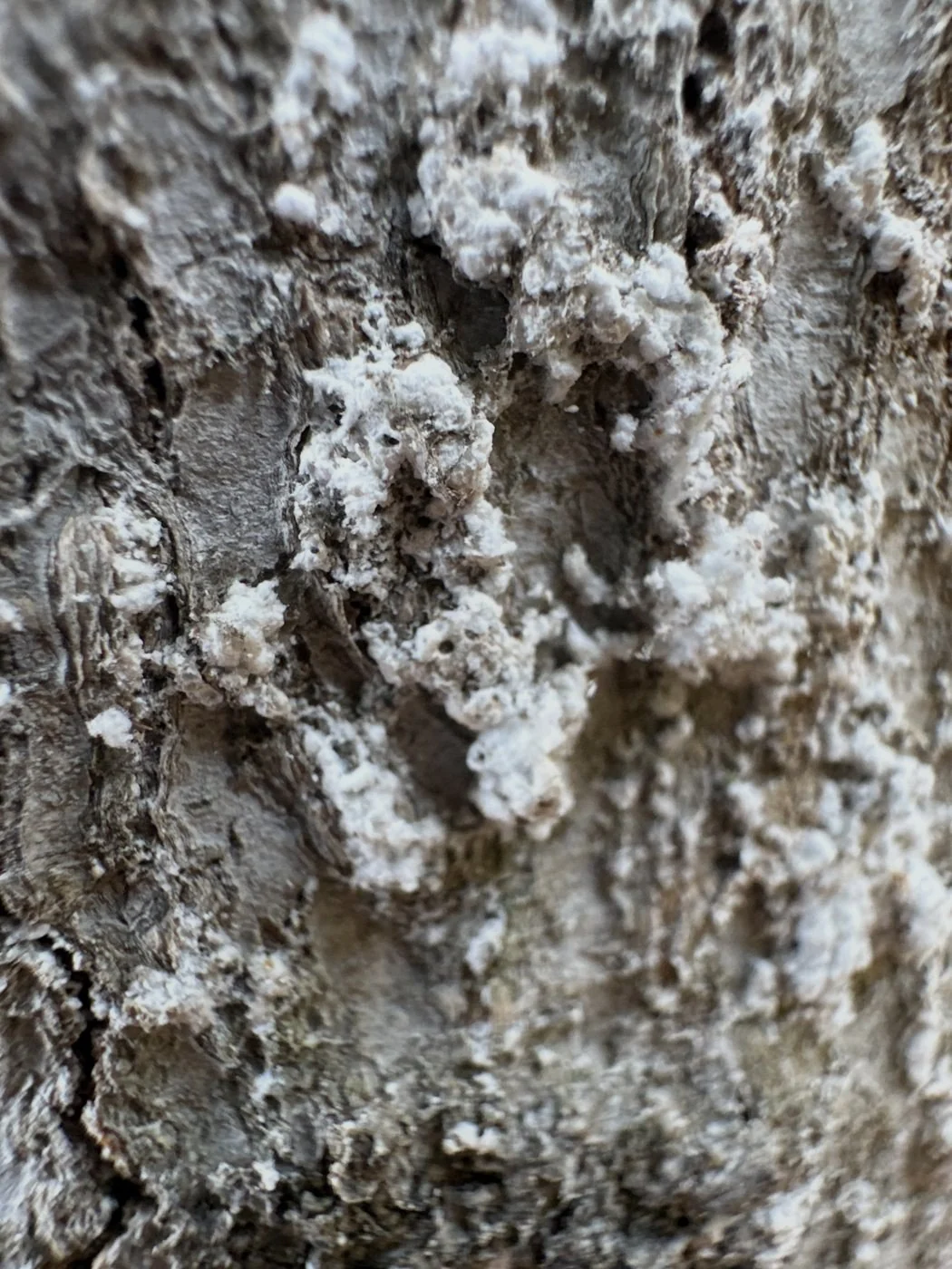 White material strongly consistent with beech scale; active beech bark disease was not confirmed.