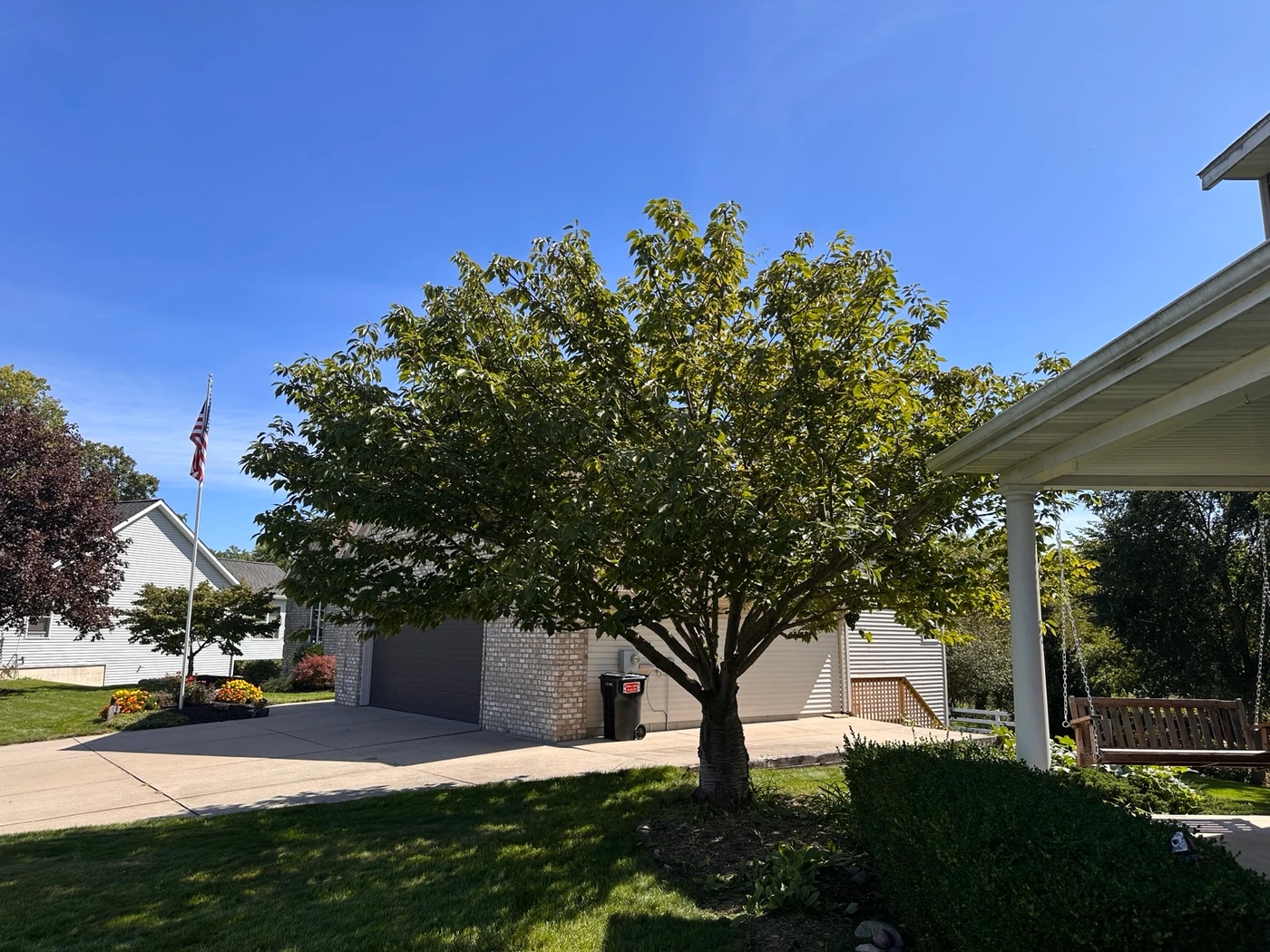 Cherry tree after pruning, showing a more rounded crown beside the front porch.