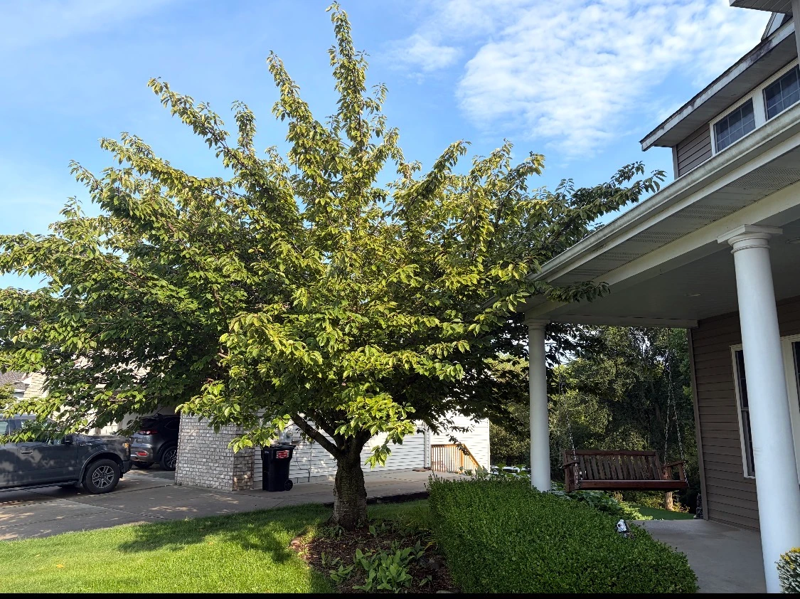 Cherry tree beside a front porch before pruning, with tall uneven shoots and branches extending toward the roof.