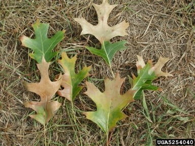 Oak wilt reference leaves showing brown outer portions and remaining green tissue