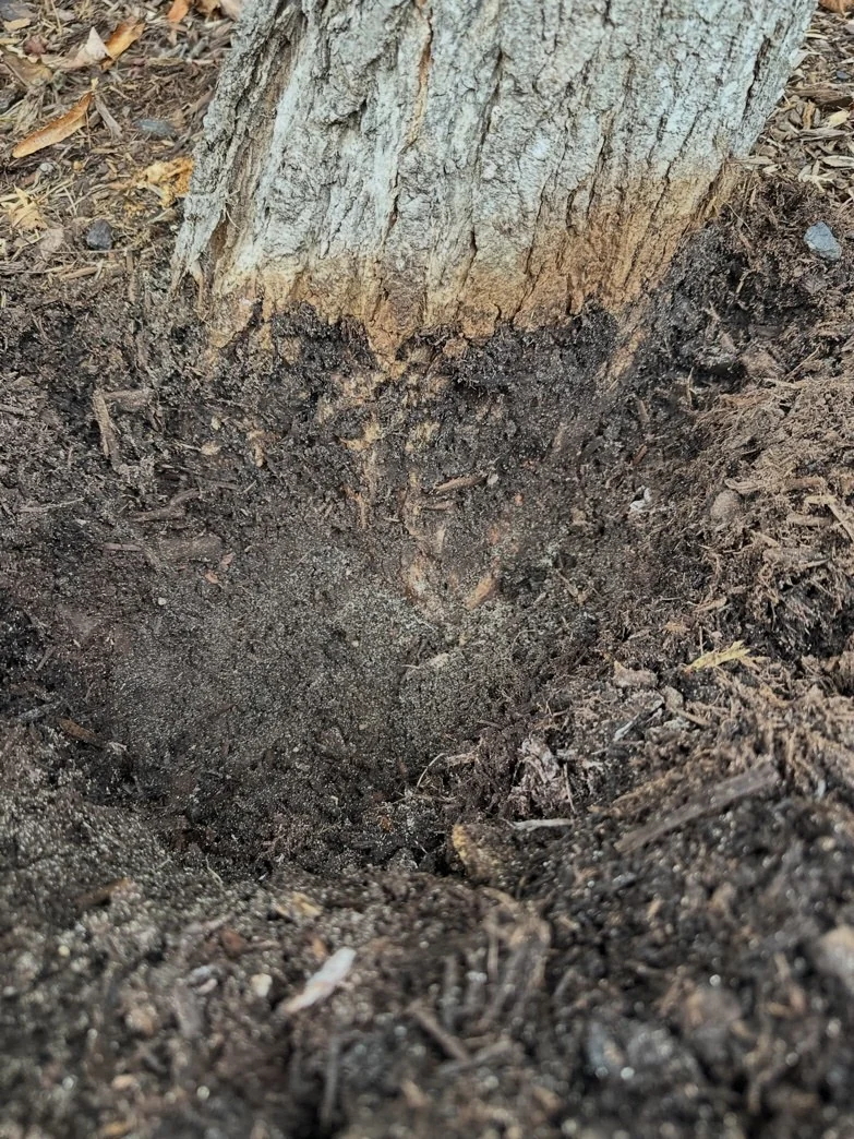 A trunk-base view associated with the plan to investigate and correct excess soil and mulch.