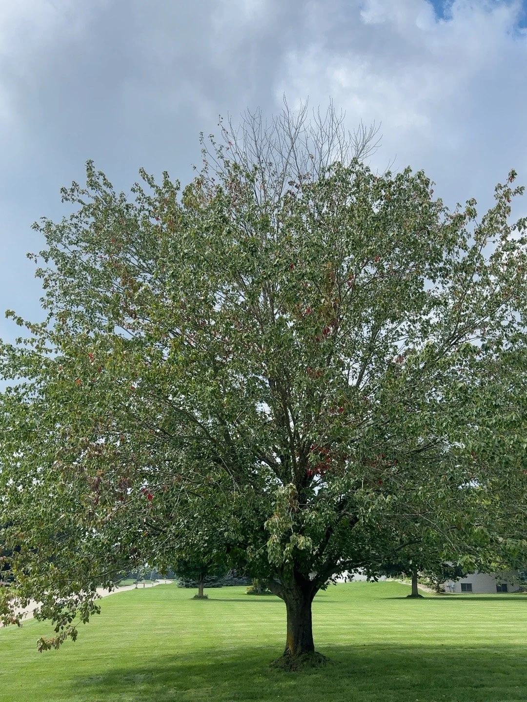 The thinning canopy and upper-central dieback that prompted the investigation.