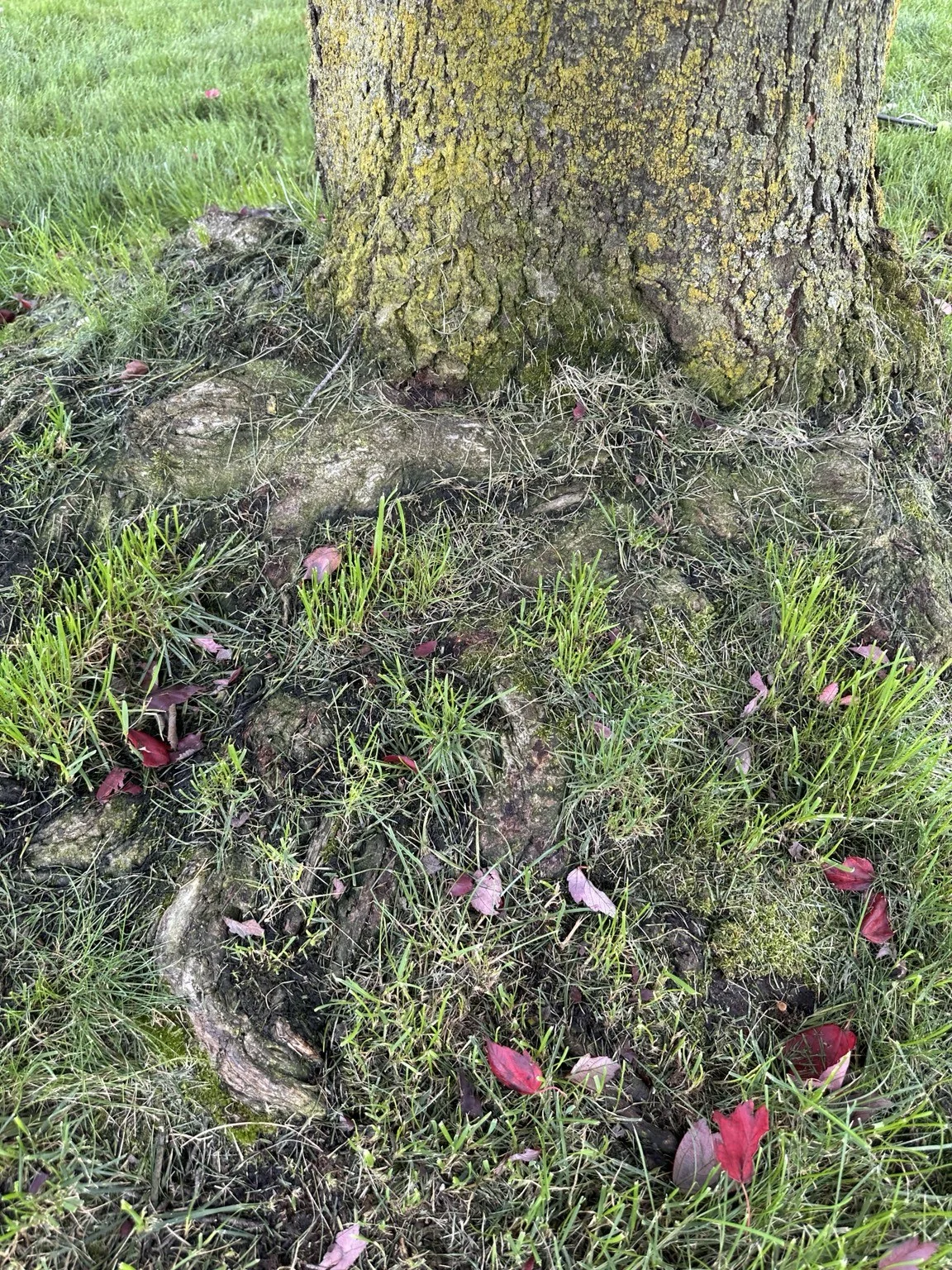 The crowded root collar: a closer look was needed before deciding what could safely be corrected.