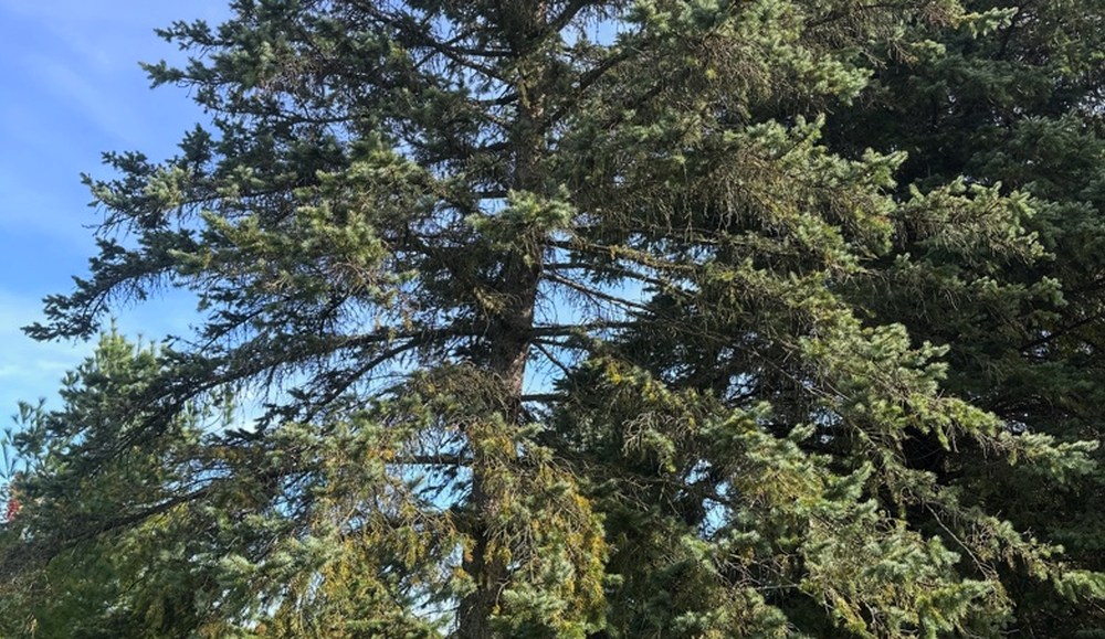 Landscape view of the blue spruce assessed at the property.