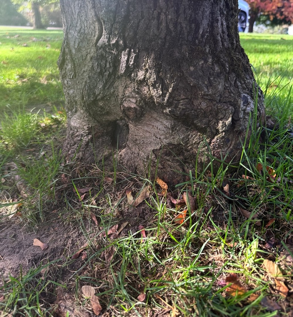 Trunk base of the Crimson King maple before recommended root-crown excavation.