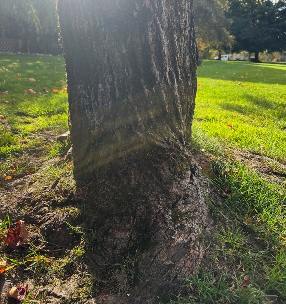 Base of the declining Norway maple with crowded, intertwined roots.
