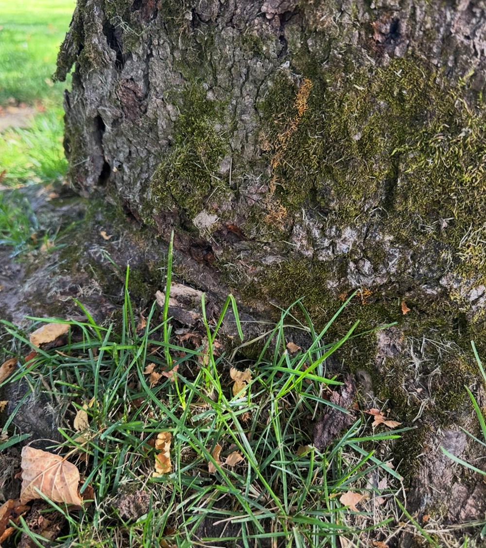 Close view of the first red maple’s trunk base and compressing roots.