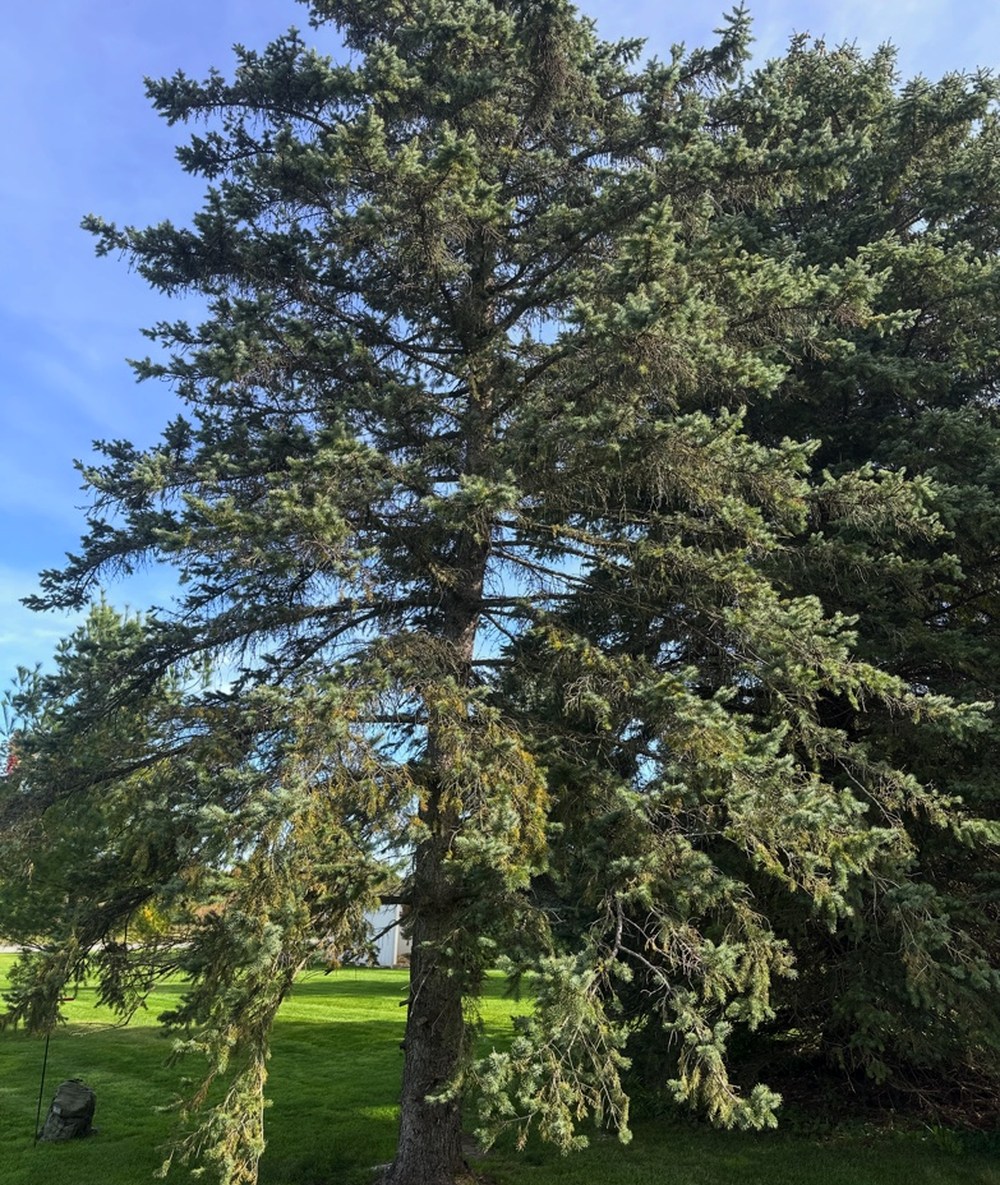 Blue spruce crown showing thinning foliage during the consultation.