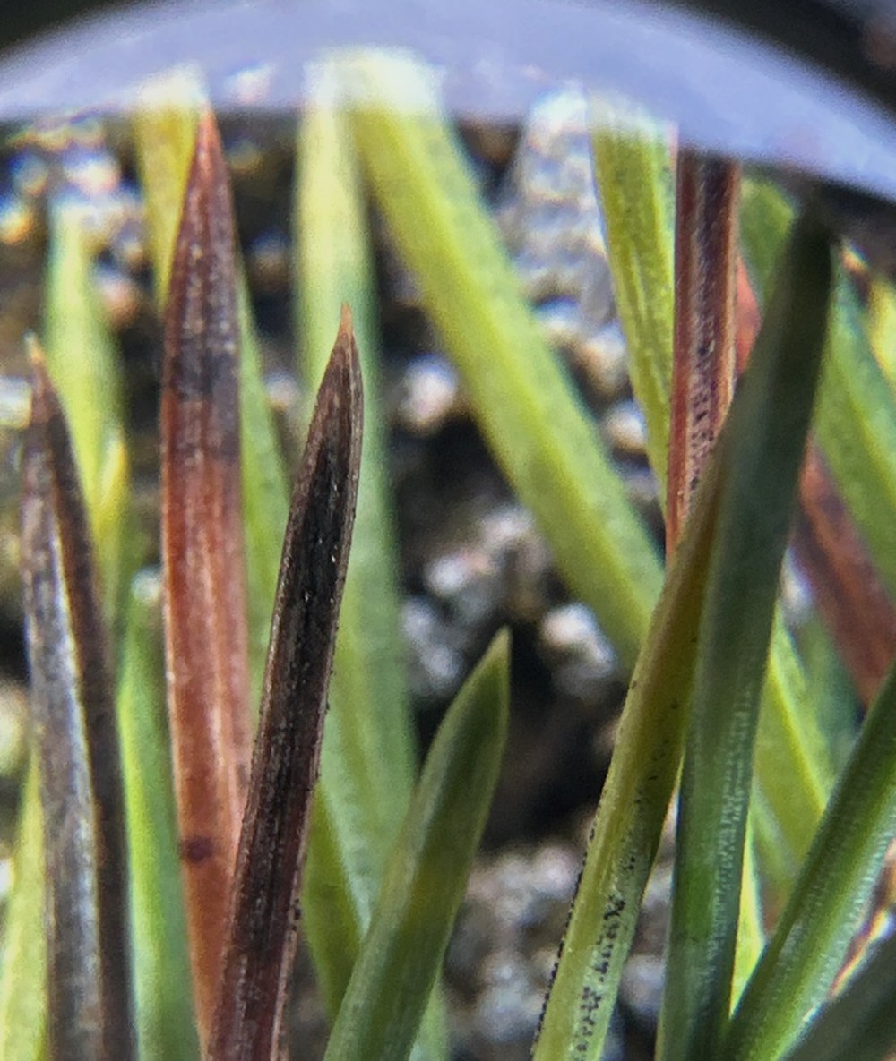 Close-up of discolored older spruce needles beside greener needles.