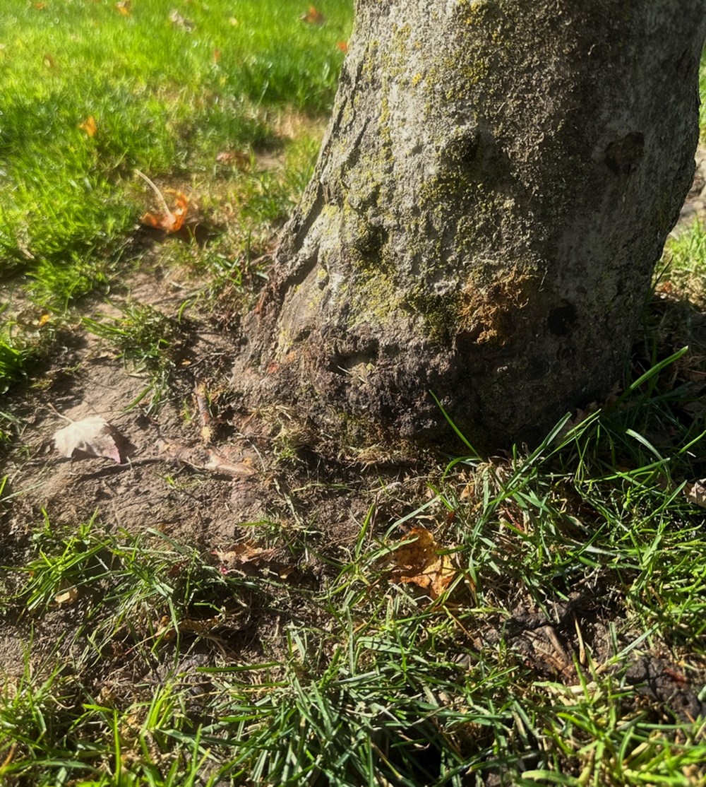 Lower trunk of the younger red maple where a root was pressing against the base.