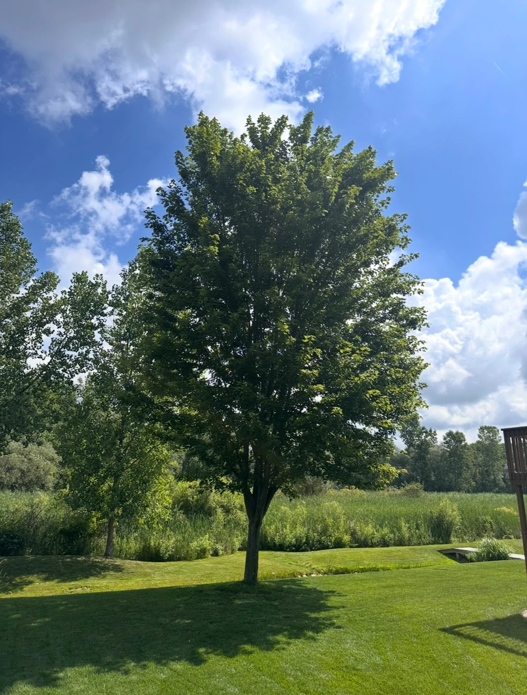 Upright leafy tree on a lawn beside an open meadow, with its full crown and trunk visible.