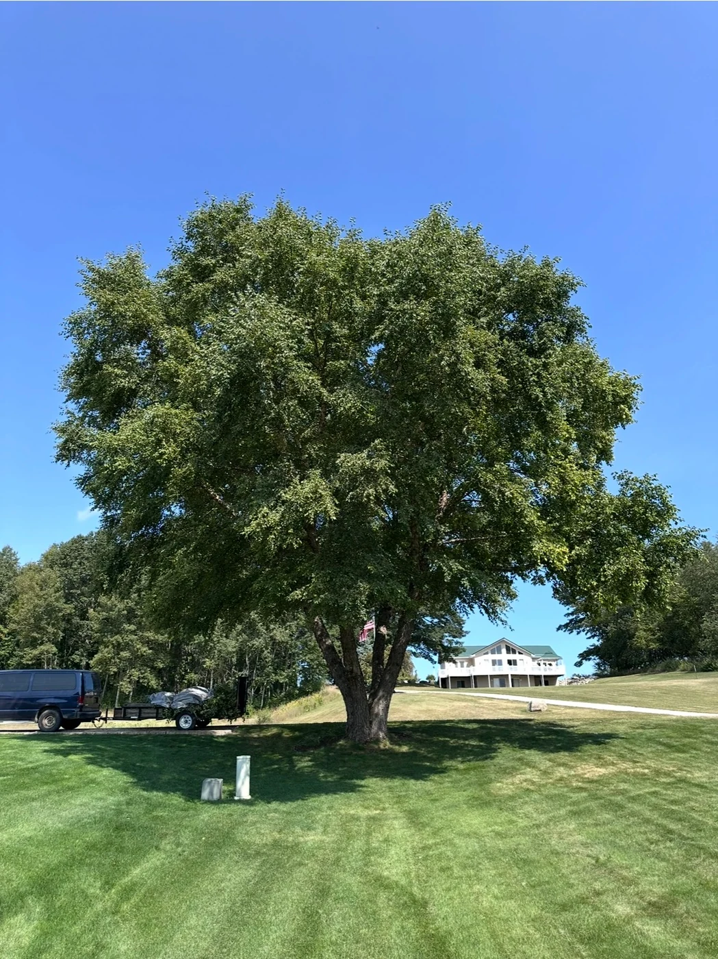 Mature multi-stem tree with a broad leafy crown in an open lawn, with a house in the background.