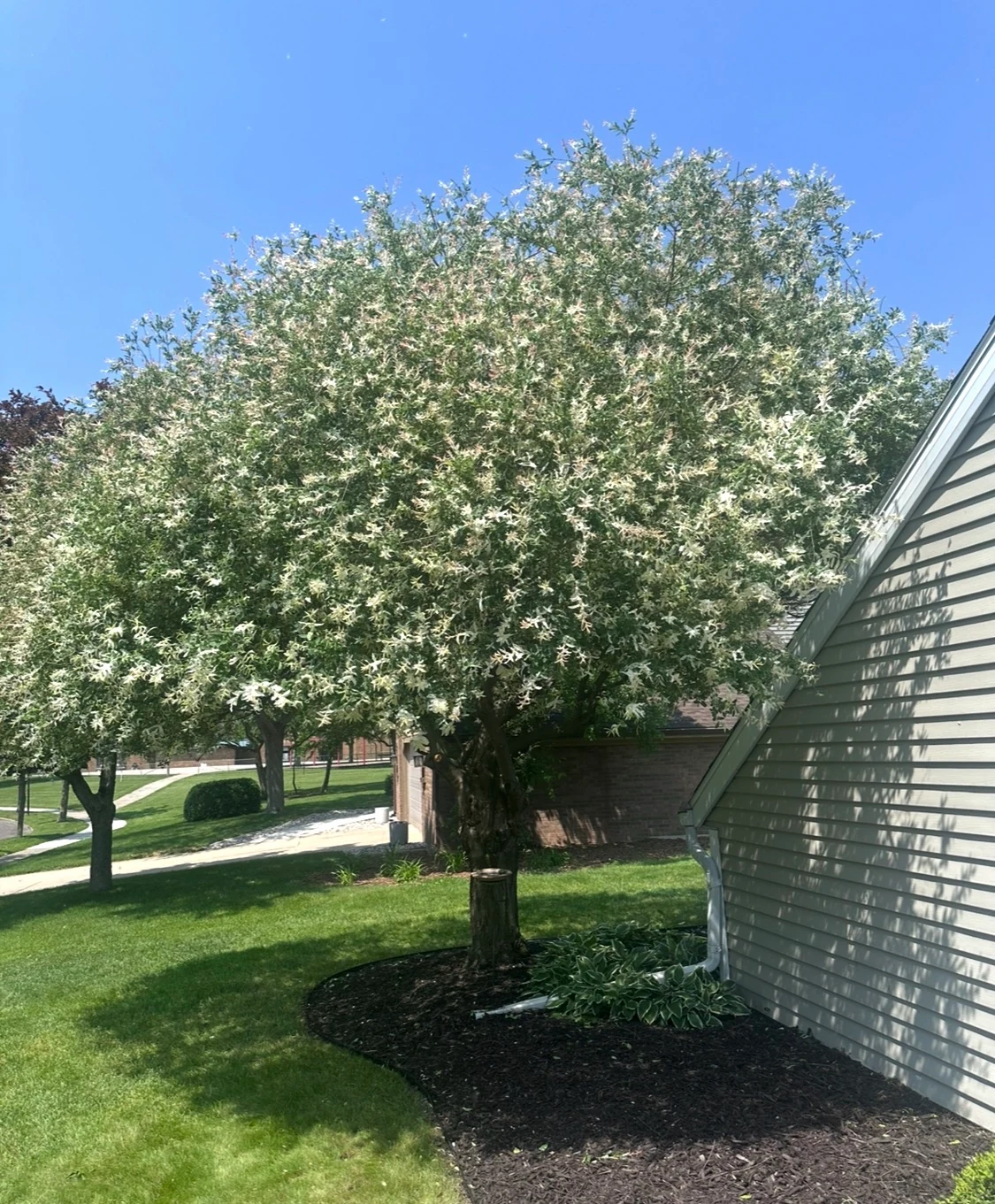 Ornamental tree with pale foliage and a rounded canopy beside a building and planted garden bed.