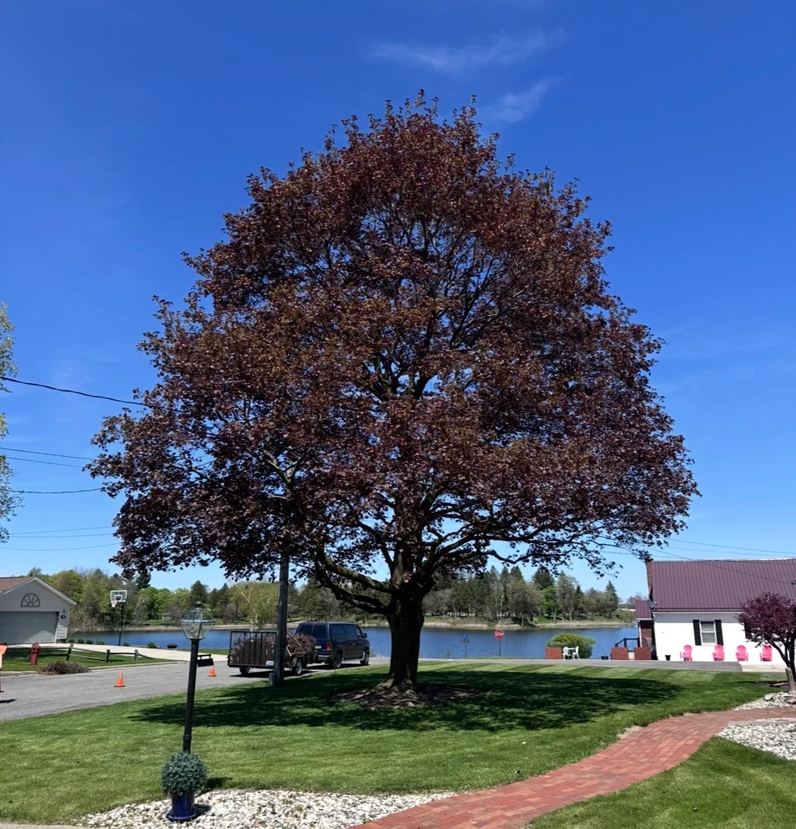 Purple-leaved tree beside a brick walkway, with a waterfront and buildings in the background.