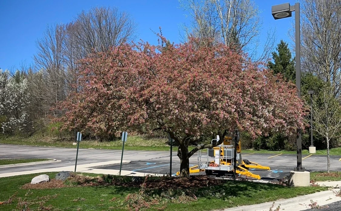 Pink-flowering tree in a landscaped parking area, with its spreading crown and trunk visible.