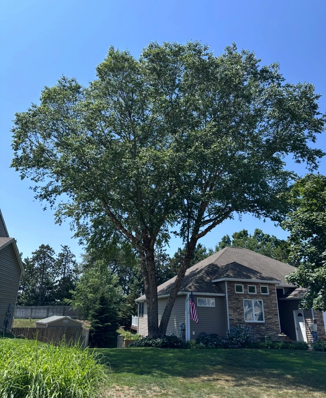 Large tree with branching stems and a broad green canopy beside a home.
