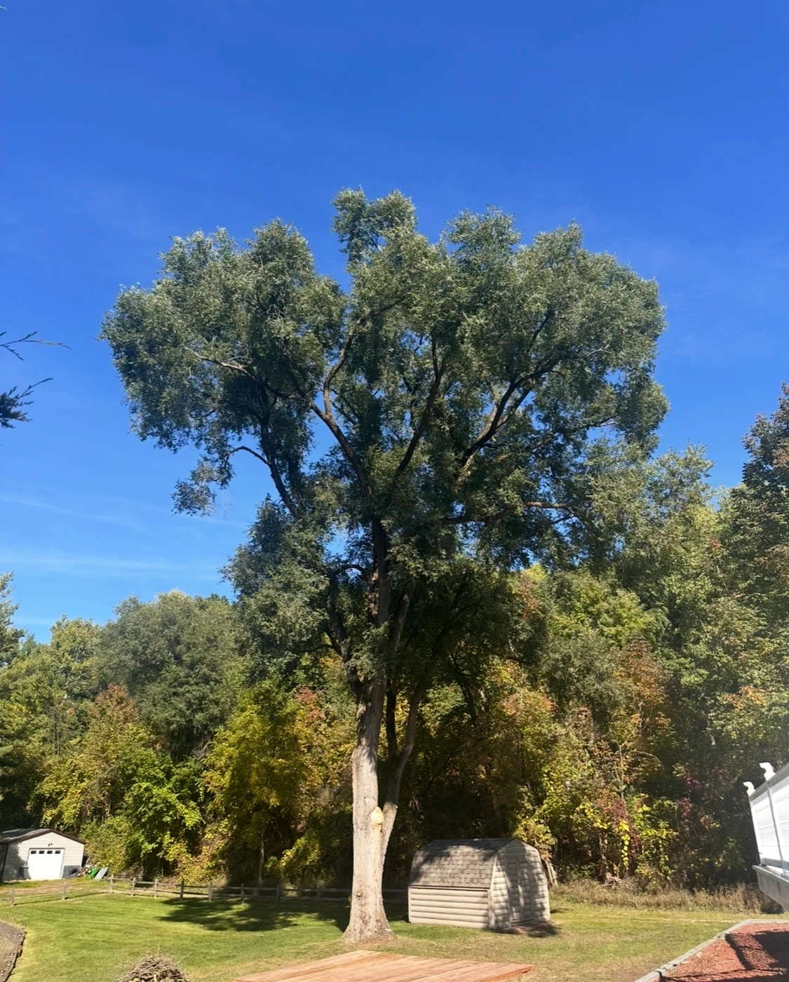 Tall mature tree with a spreading canopy in a residential yard, with the trunk and surrounding lawn visible.