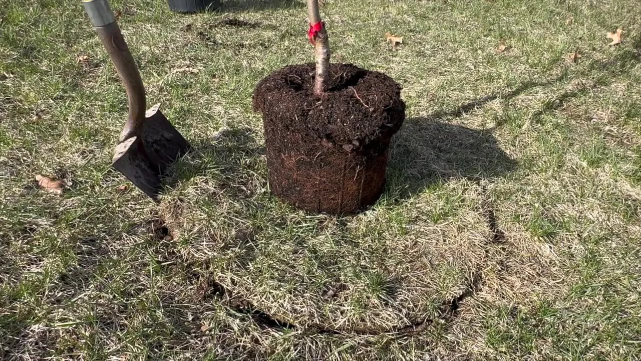 Exposed root ball beside a shovel.