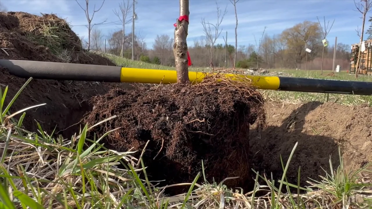Shovel handle laid across the planting hole beside the tree trunk.