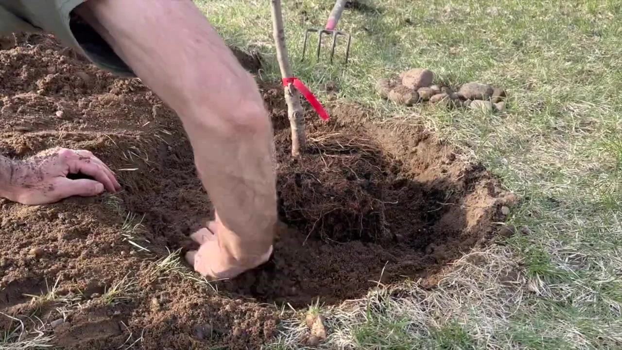 Jeremy moving soil into the planting hole.