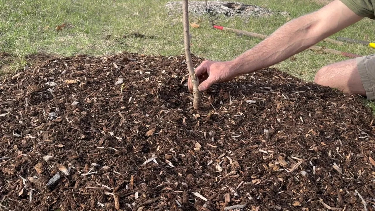 Jeremy pointing to the space around the trunk within the mulch ring.