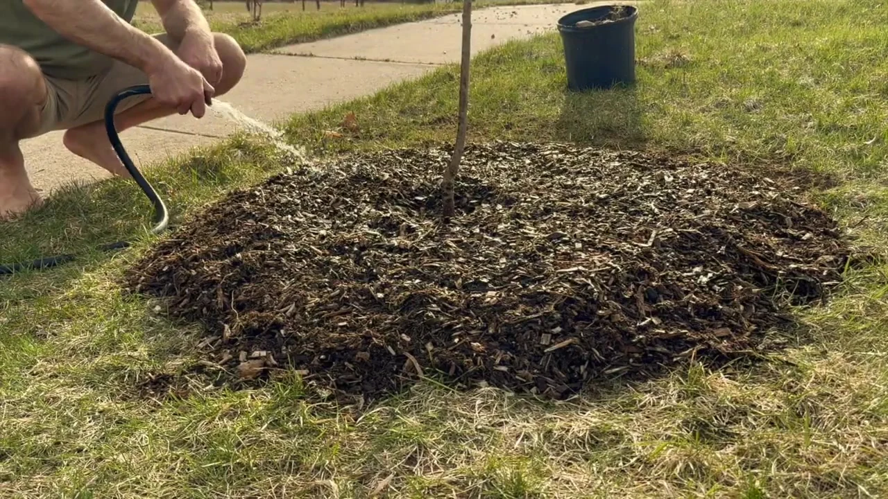 Jeremy watering the mulched planting area with a hose.