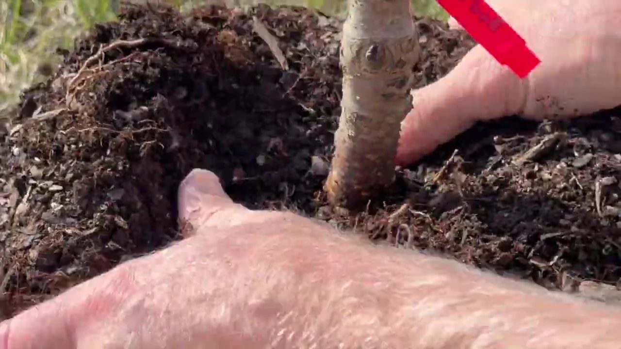 Fingers clearing soil away from the base of a young tree's trunk in its nursery pot.