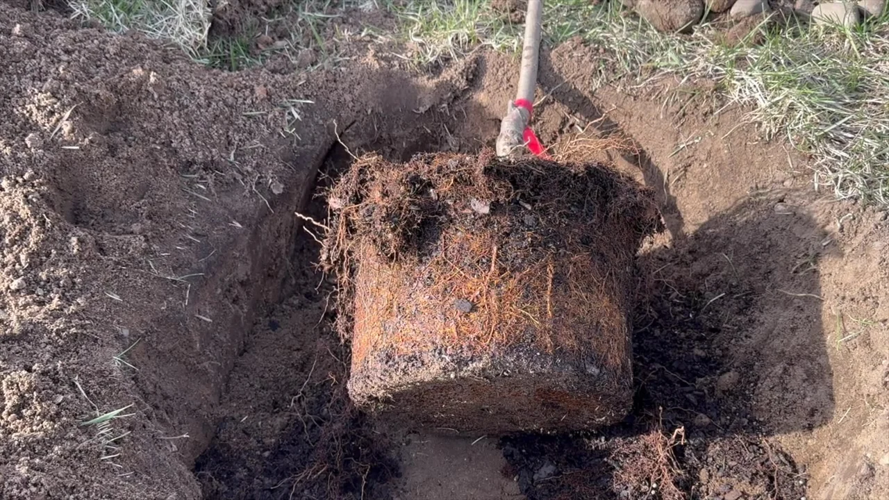 Cylindrical root ball in a planting hole with roots matted around the outside in the shape of the pot.