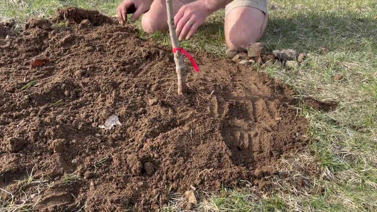 Young tree in freshly backfilled soil with the base of the trunk visible at ground level.