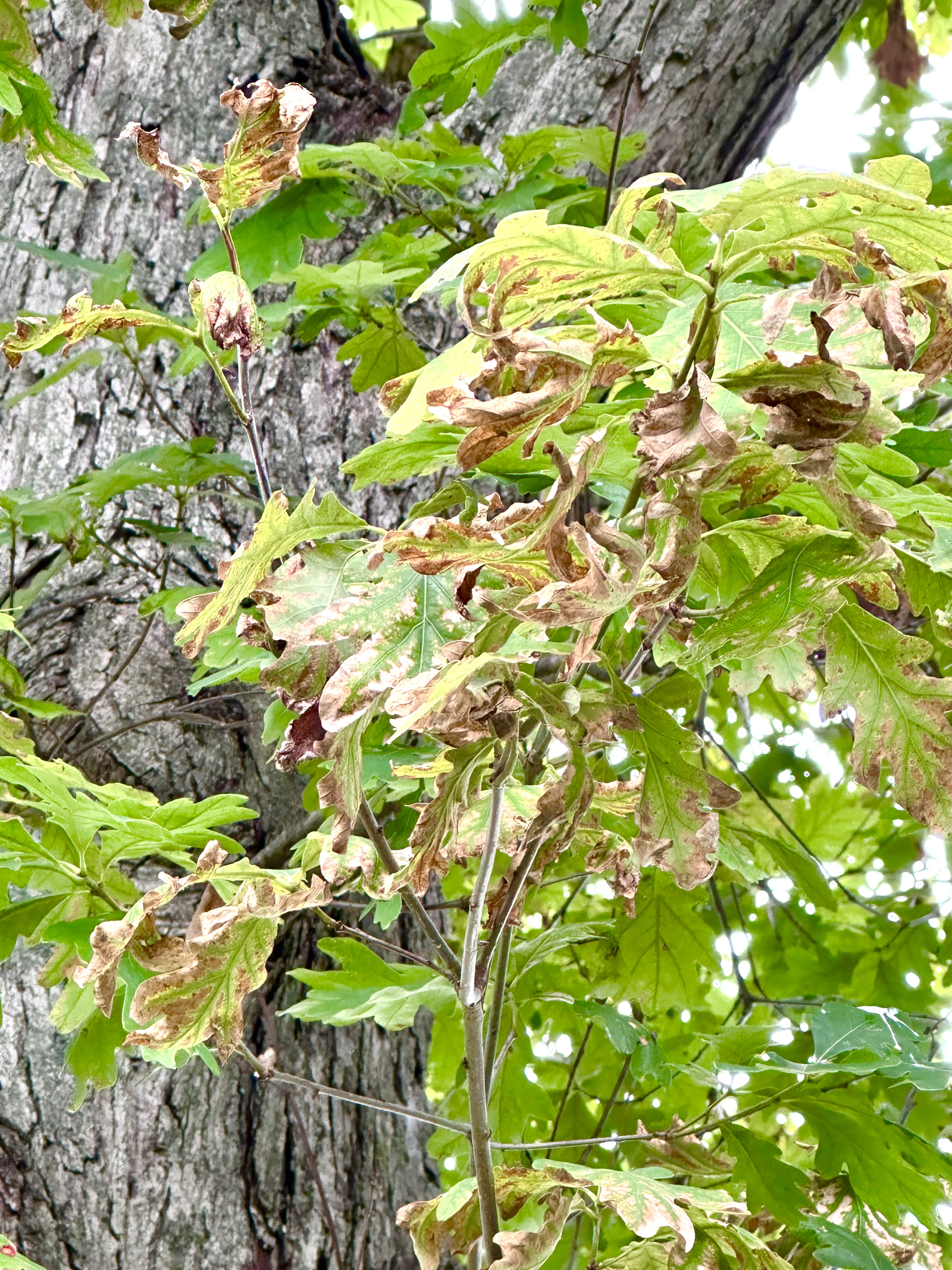 Tree observed during a Tree Stylist diagnostic field visit