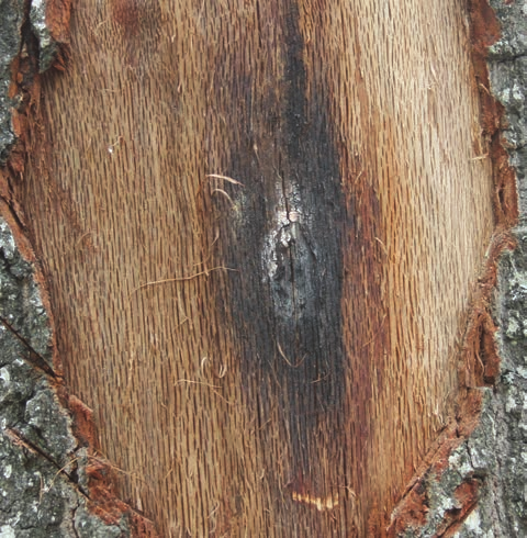 An oak wilt fungal mat and pressure pad exposed beneath bark in a USDA reference photograph