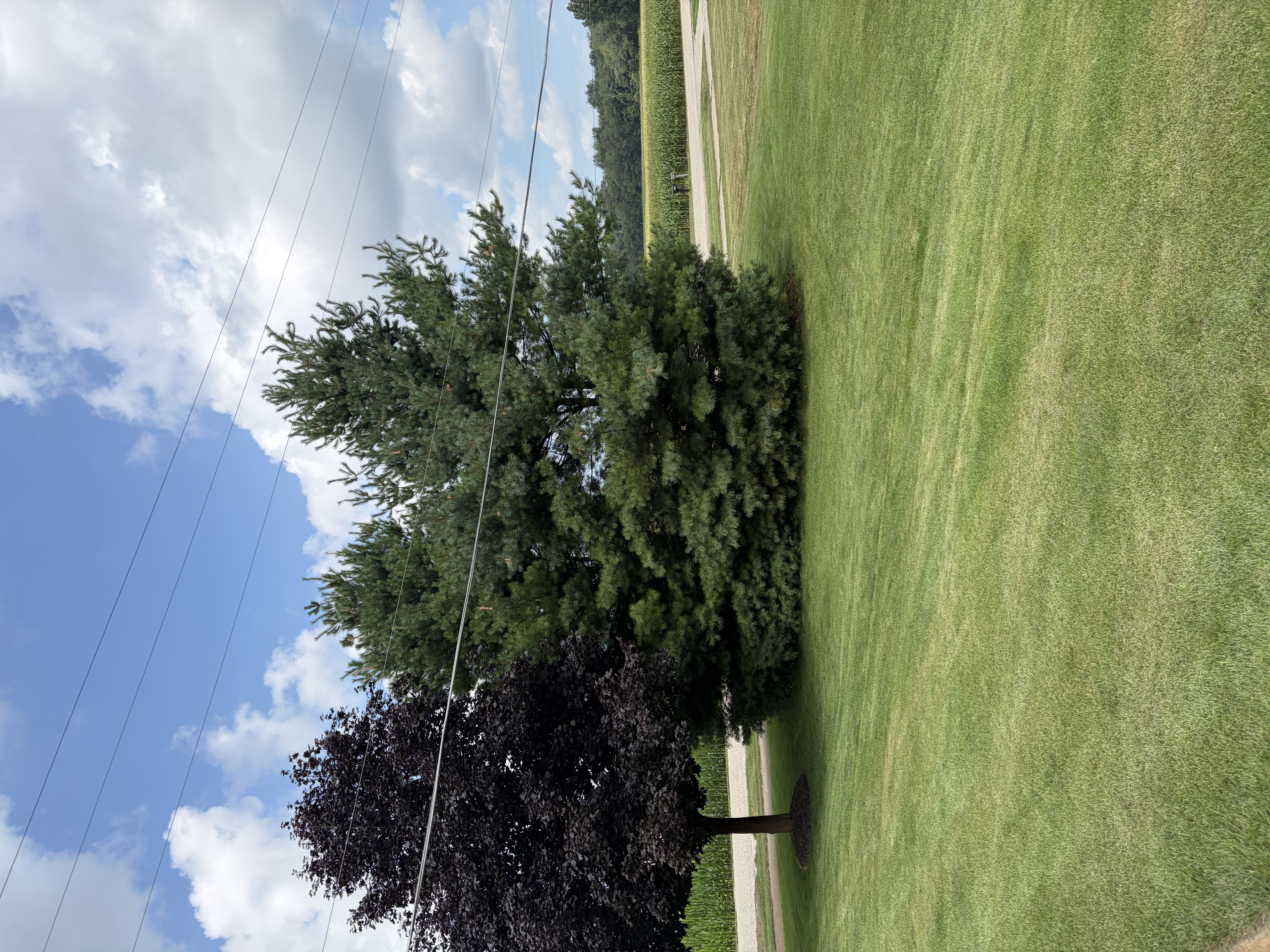 Before: White Pine shaping project, view one